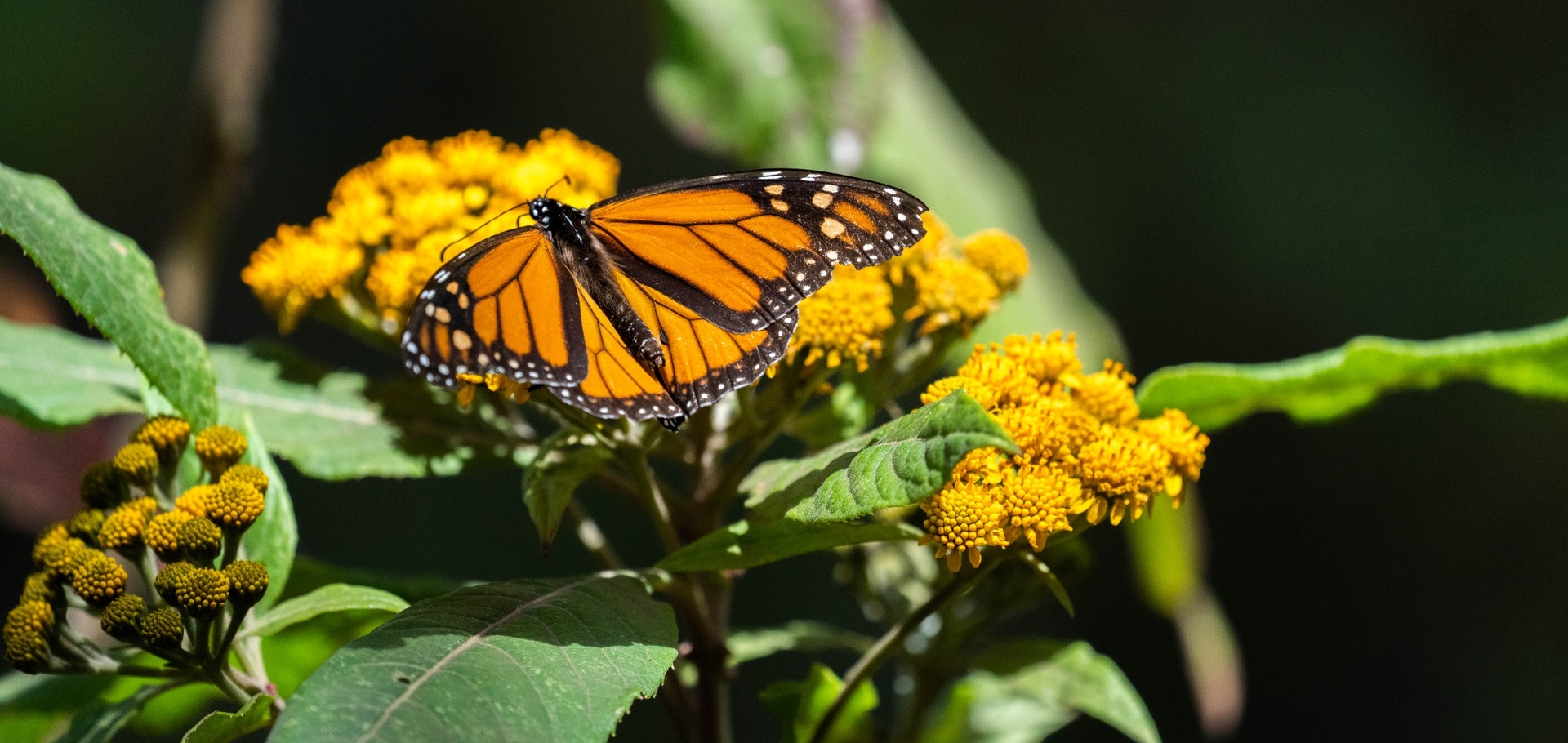 Monarch Butterfly by Jessica Morgan