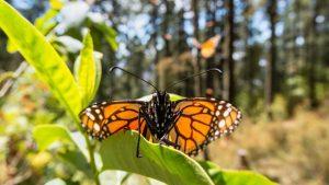 Close up of a monarch butterfly in Mexico