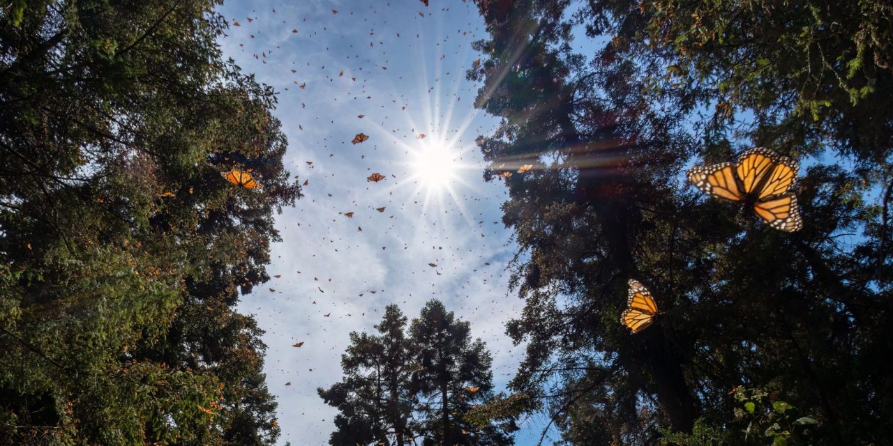 Chasing Monarch Butterflies: A Memoir of Mexico’s El Rosario Preserve