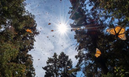 Chasing Monarch Butterflies: A Memoir of Mexico’s El Rosario Preserve