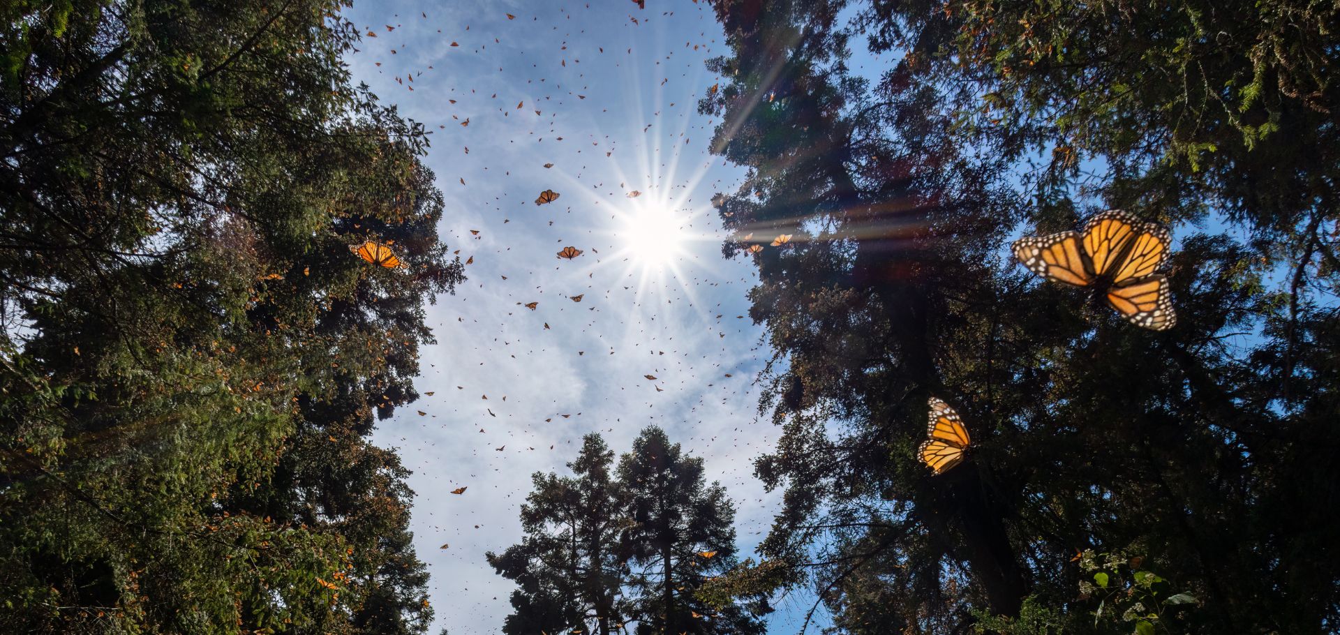 Monarchs in Mexico