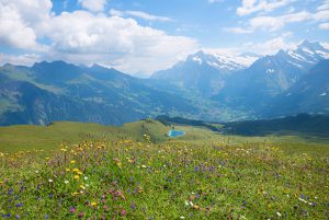 Beautiful,Wildflower,Meadow,In,The,Swiss,Alps,,View,To,Grindelwald