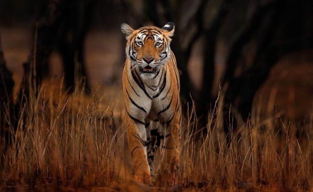 Natural Habitat Adventures Highlights Intensive New Photo Pro Expeditions