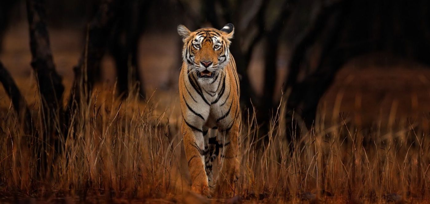 Tiger on India Photo Pro Expedition