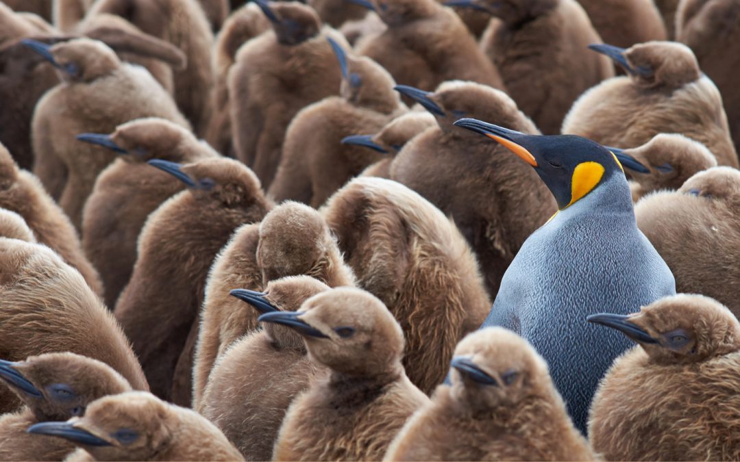 Five Stories for World Penguin Day: People, Places and Programs Devoted to Penguin Conservation