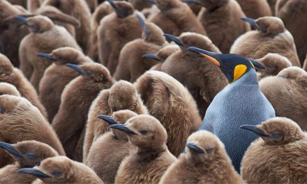 Five Stories for World Penguin Day: People, Places and Programs Devoted to Penguin Conservation