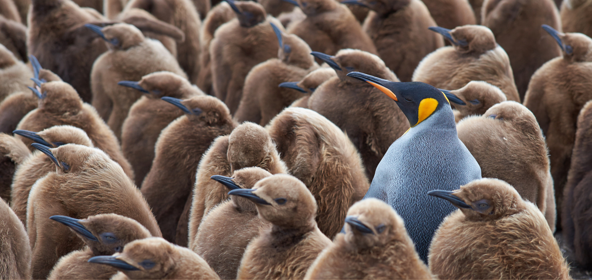Penguin chicks and penguin adult