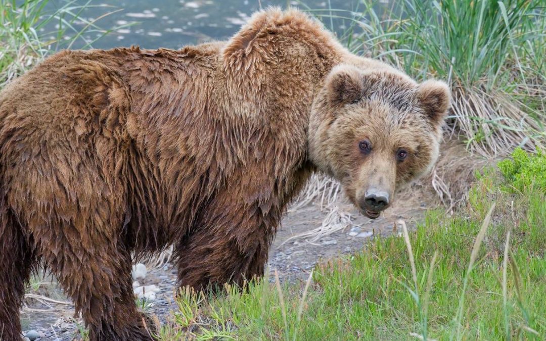 New Nat Hab Short Film Offers Mesmerizing Portrait of Alaska’s Brown Bears