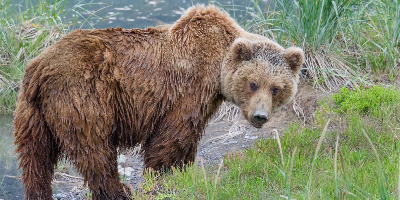 New Nat Hab Short Film Offers Mesmerizing Portrait of Alaska’s Brown Bears