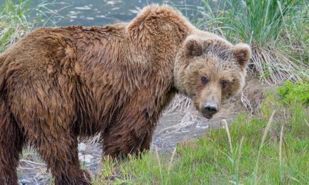 New Nat Hab Short Film Offers Mesmerizing Portrait of Alaska’s Brown Bears