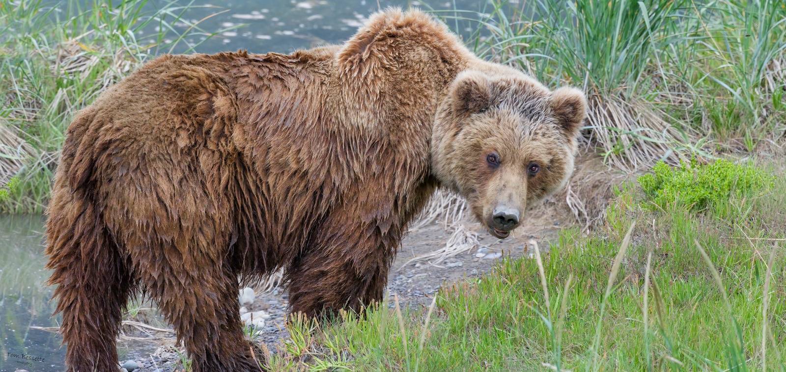 A brown bear looks at the camera at Alaska Bear Camp