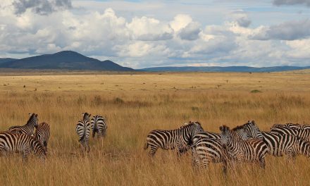 Drones: New Wing Movements and Watching Wildlife Groups