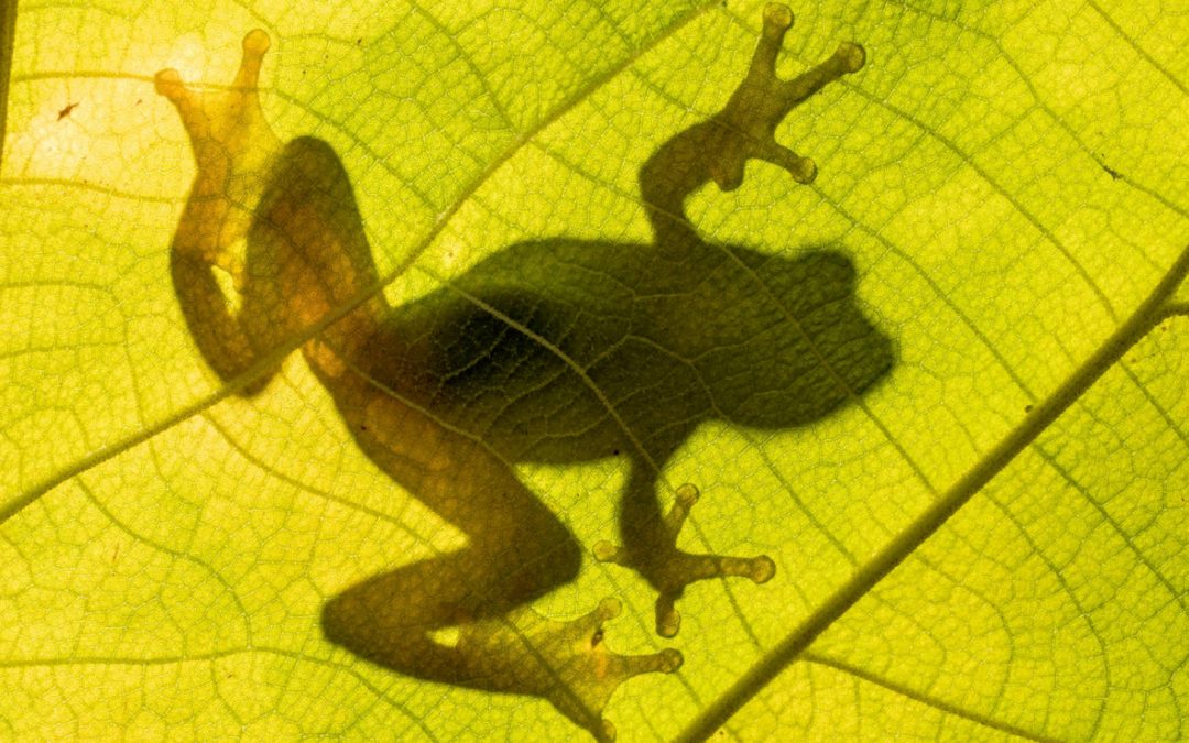 Four “New” Frog Species to Celebrate on Save the Frogs Day