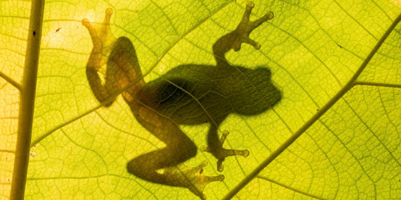 Four “New” Frog Species to Celebrate on Save the Frogs Day