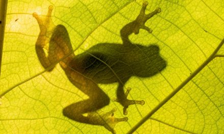 Four “New” Frog Species to Celebrate on Save the Frogs Day