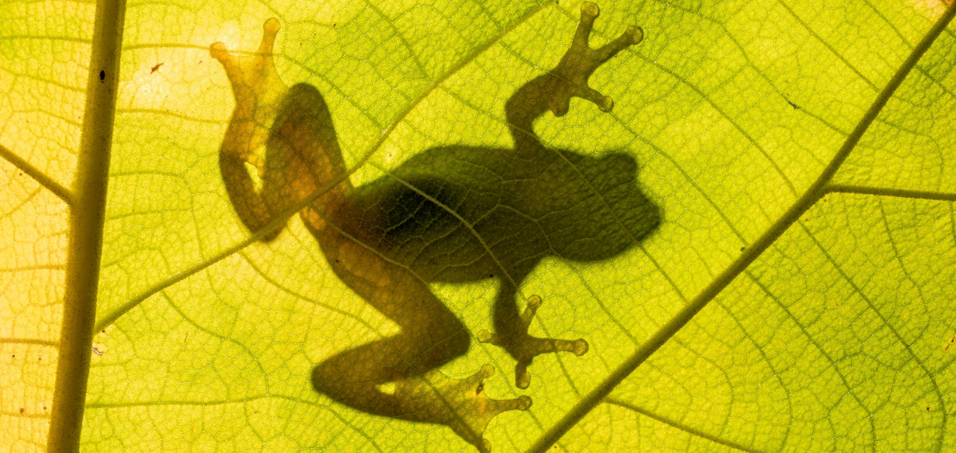Reed frog tropical tree frog shadow on leaf in rain forest