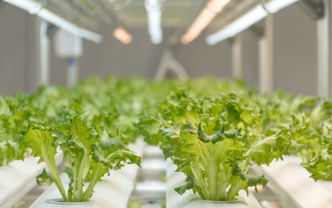 Feeding Churchill with the Help of Hydroponic Farming