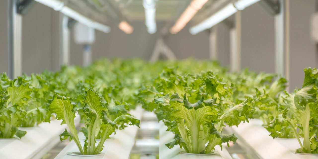 Feeding Churchill with the Help of Hydroponic Farming