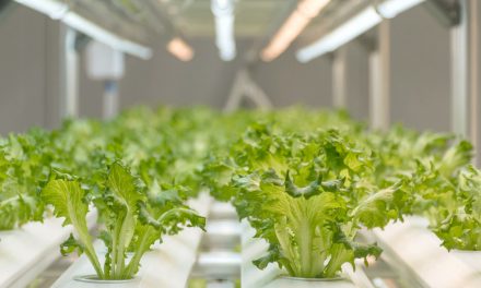 Feeding Churchill with the Help of Hydroponic Farming