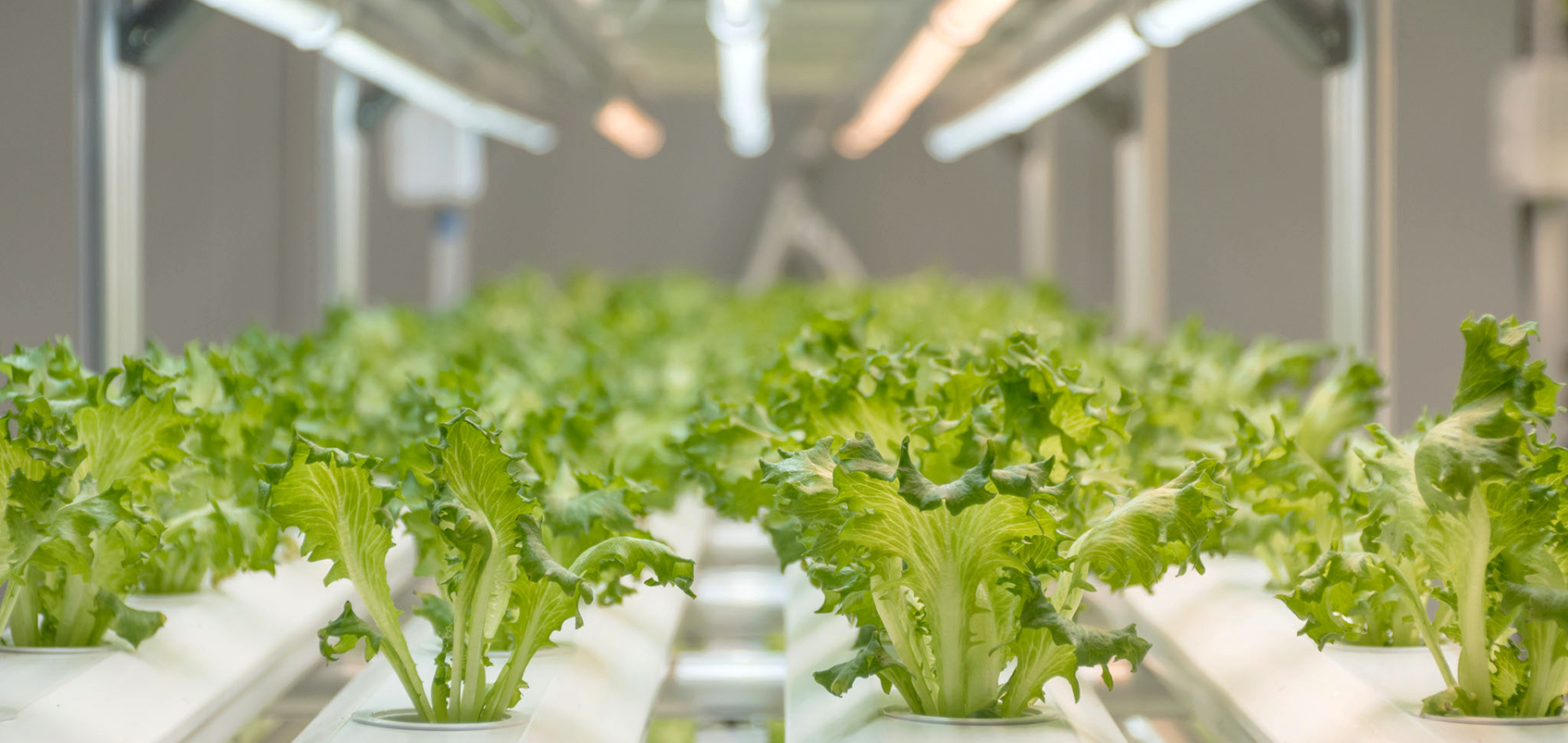 vertical farming, hydroponics, sustainable farming, food security, greenhouse
