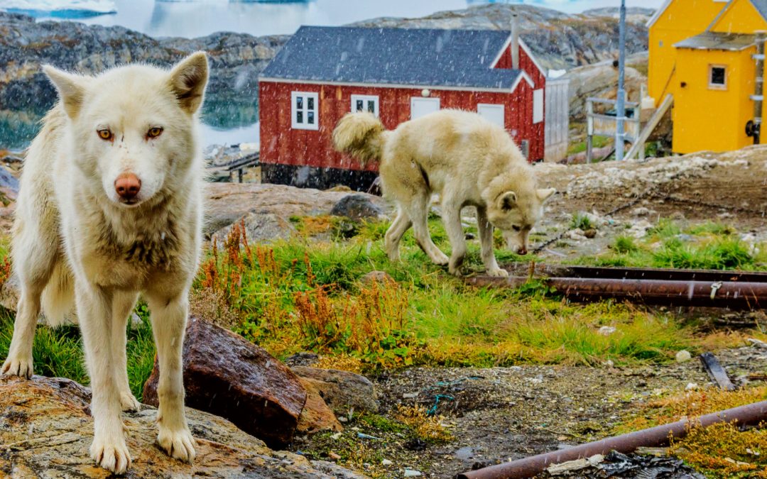 Climate Change Is Making Greenland Greener, But Is It a Good Thing?
