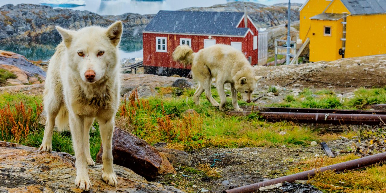Climate Change Is Making Greenland Greener, But Is It a Good Thing?