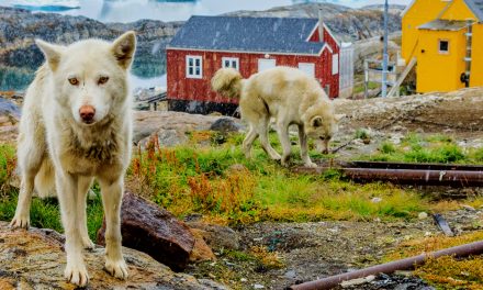 Climate Change Is Making Greenland Greener, But Is It a Good Thing?