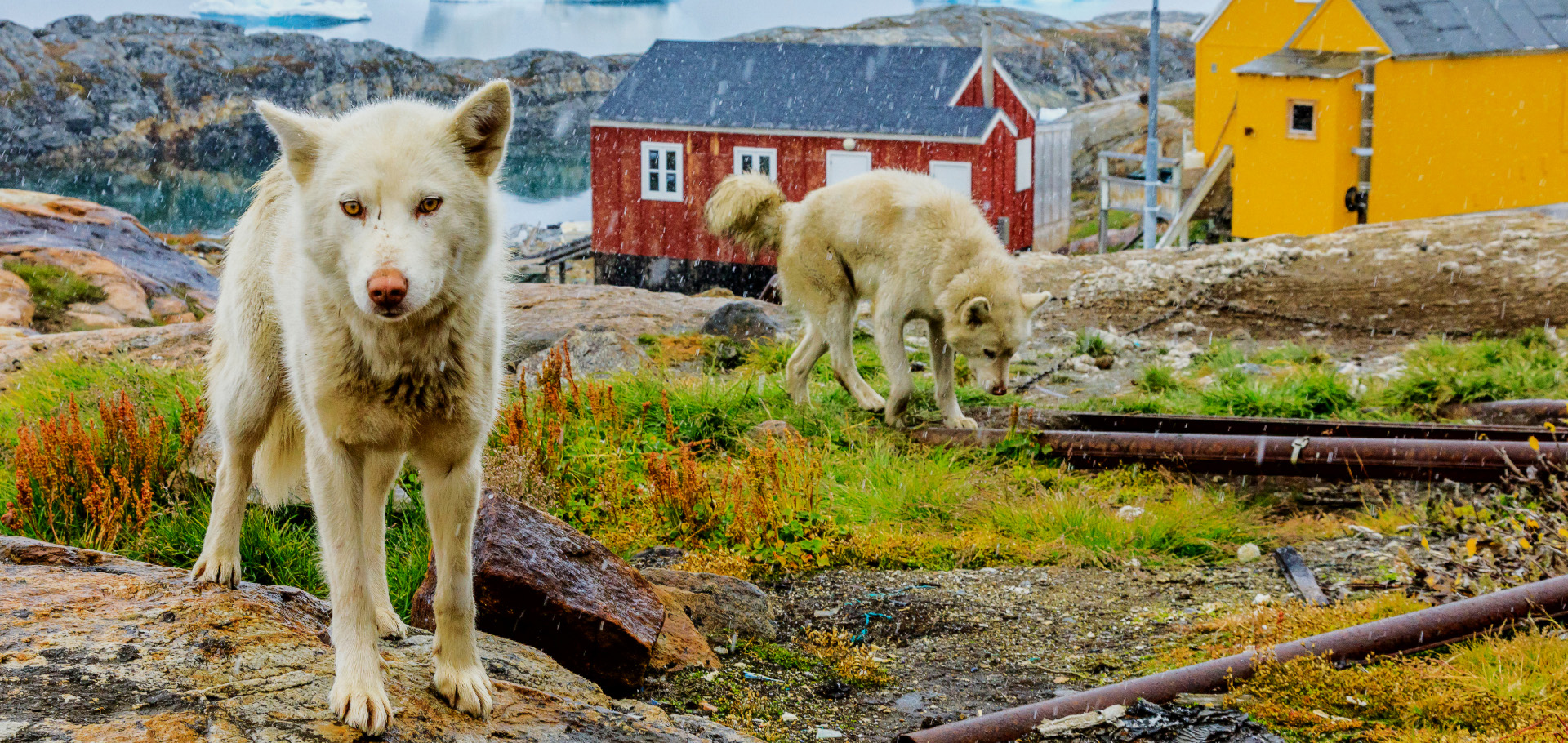 husky greenland dogs arctic