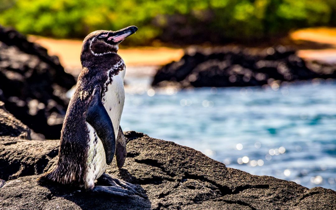 8 Animals to Celebrate on World Endangered Species Day (and Where to See Them)