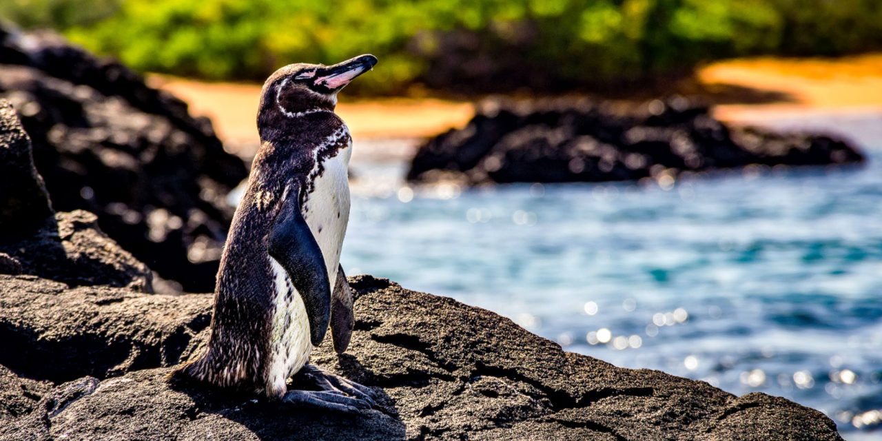 8 Animals to Celebrate on World Endangered Species Day (and Where to See Them)