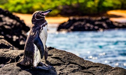 8 Animals to Celebrate on World Endangered Species Day (and Where to See Them)