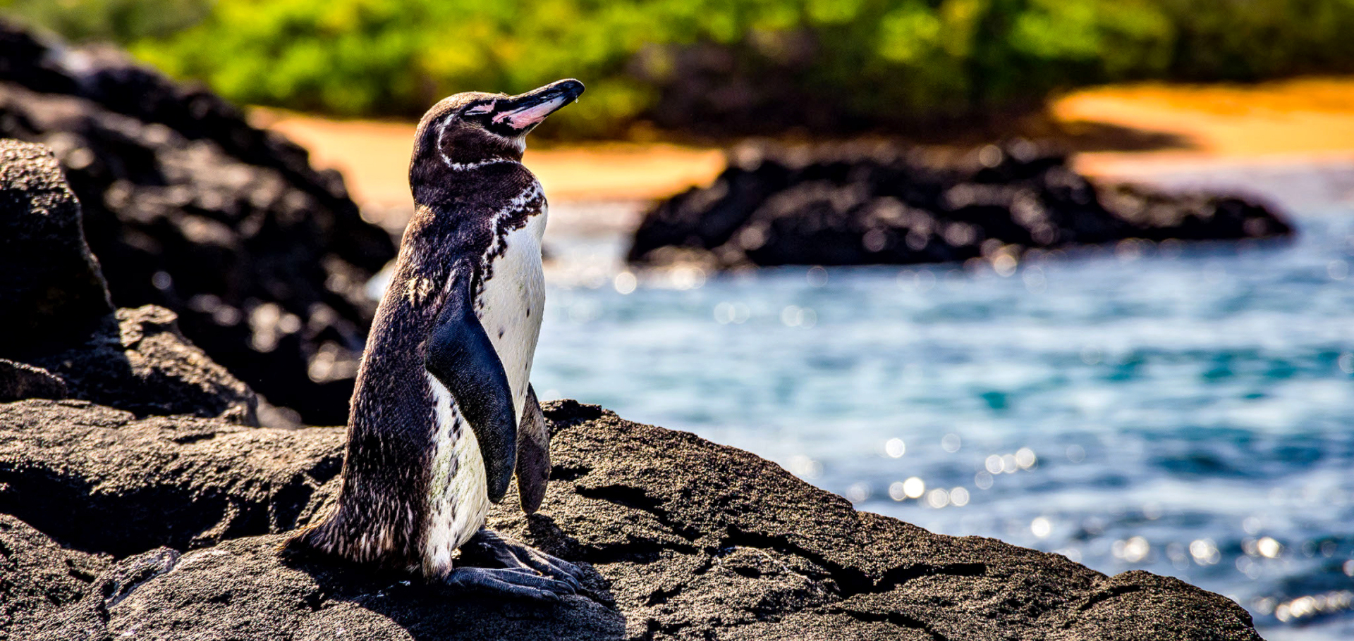 galapagos penguin endangered species
