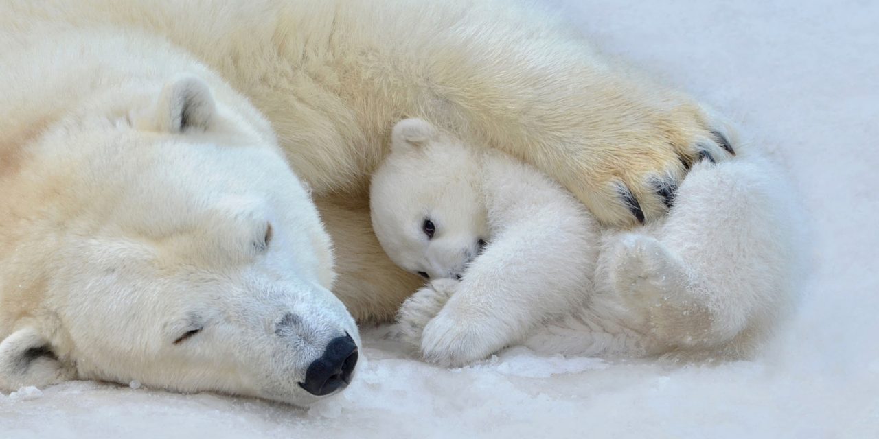 A Year in the Life of a Hudson Bay Polar Bear