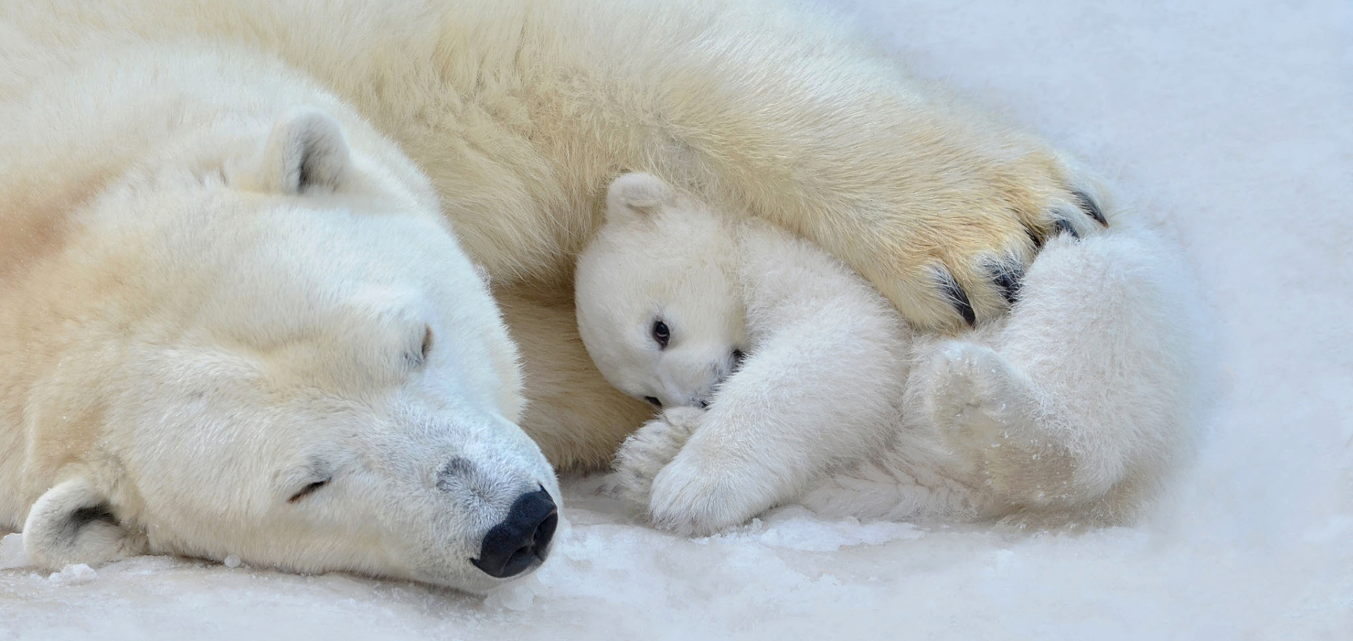 polar bear mother and cub cuddling and sleeping in winter snow