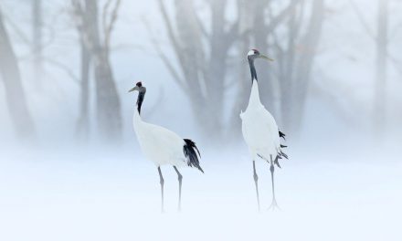 Five Lucky Animals and Where to See Them