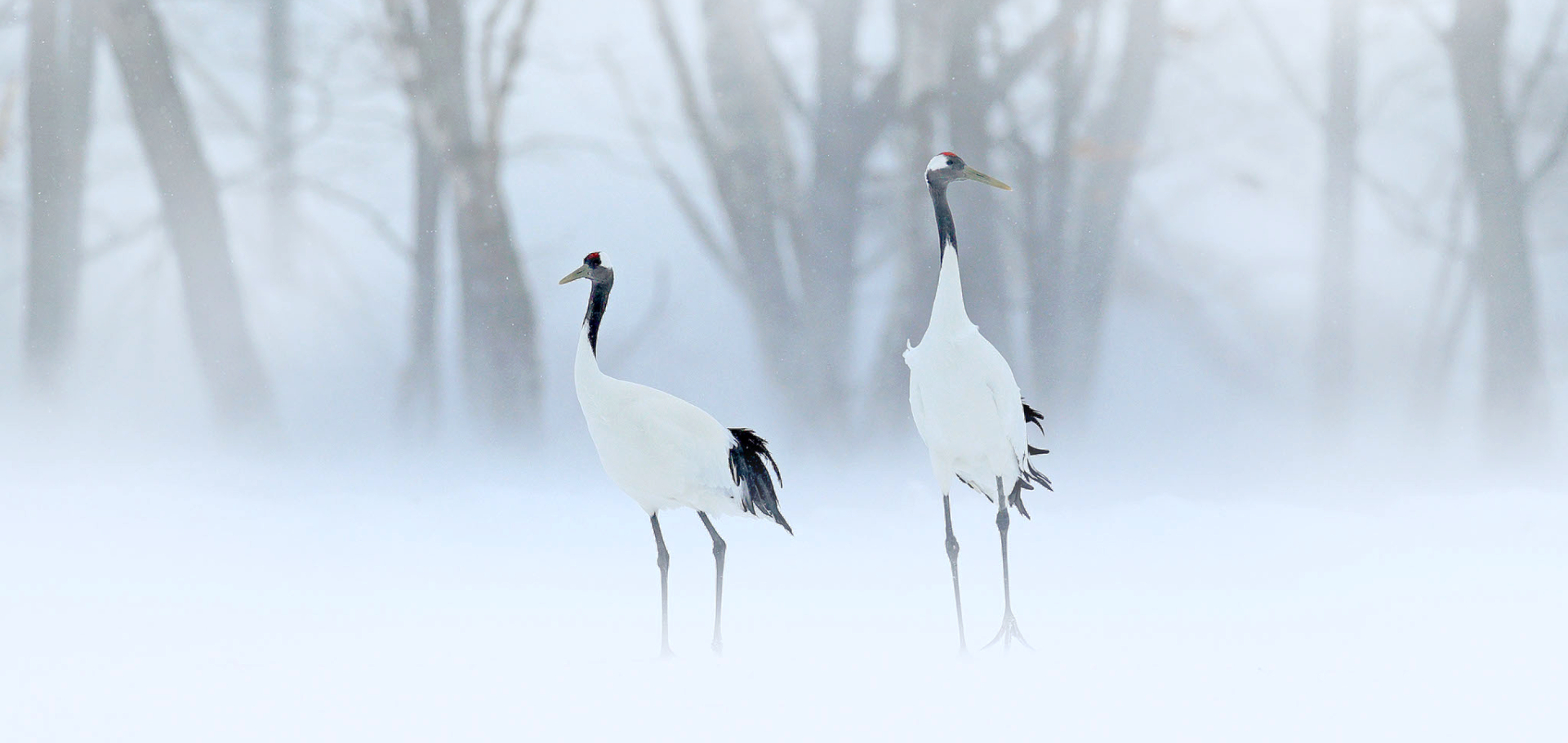 red crowned cranes asia
