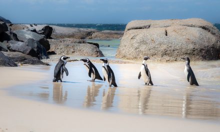 Crisis Couple: Biodiversity Loss and Climate Change