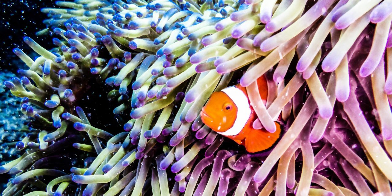 6 Places to Experience Earth’s Astounding Biodiversity