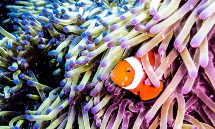 6 Places to Experience Earth’s Astounding Biodiversity