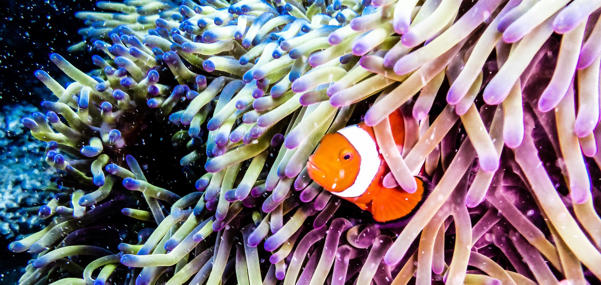 Clownfish peaking out of an anemone. Taken while diving at the Great Barrier Reef, Queensland, Australia.