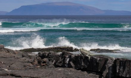 New Galapagos Coral Reef Discovered