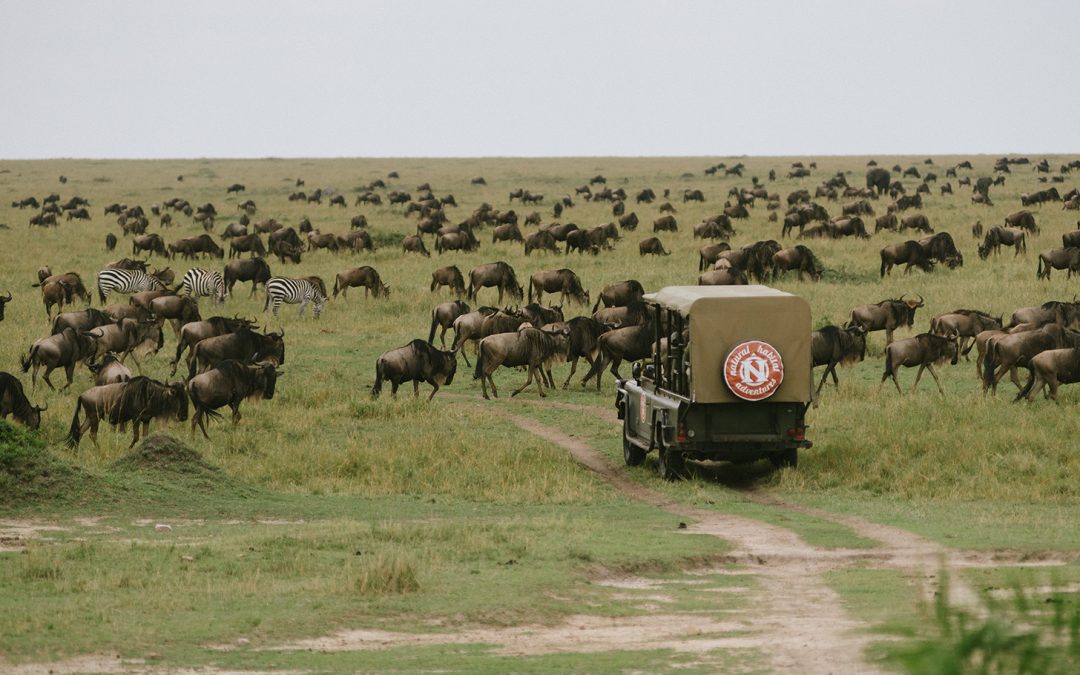 Top 8 Wildlife Experiences on an East Africa Safari