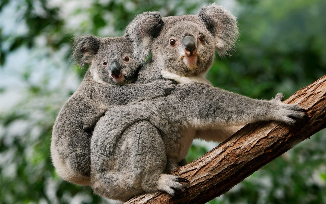 Four Ways to Celebrate Wild Koala Day