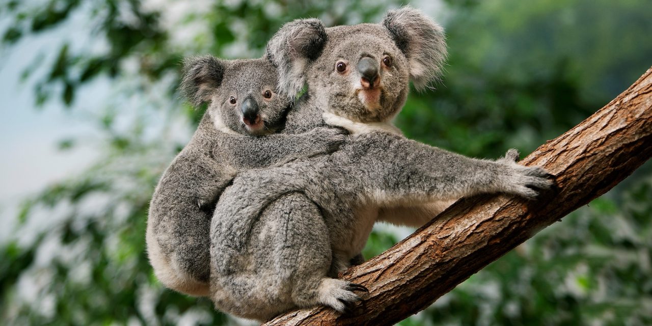 Four Ways to Celebrate Wild Koala Day