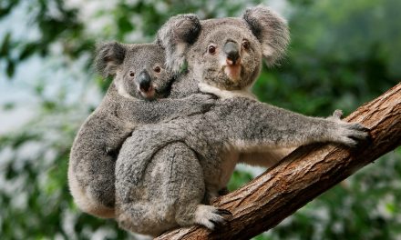 Four Ways to Celebrate Wild Koala Day