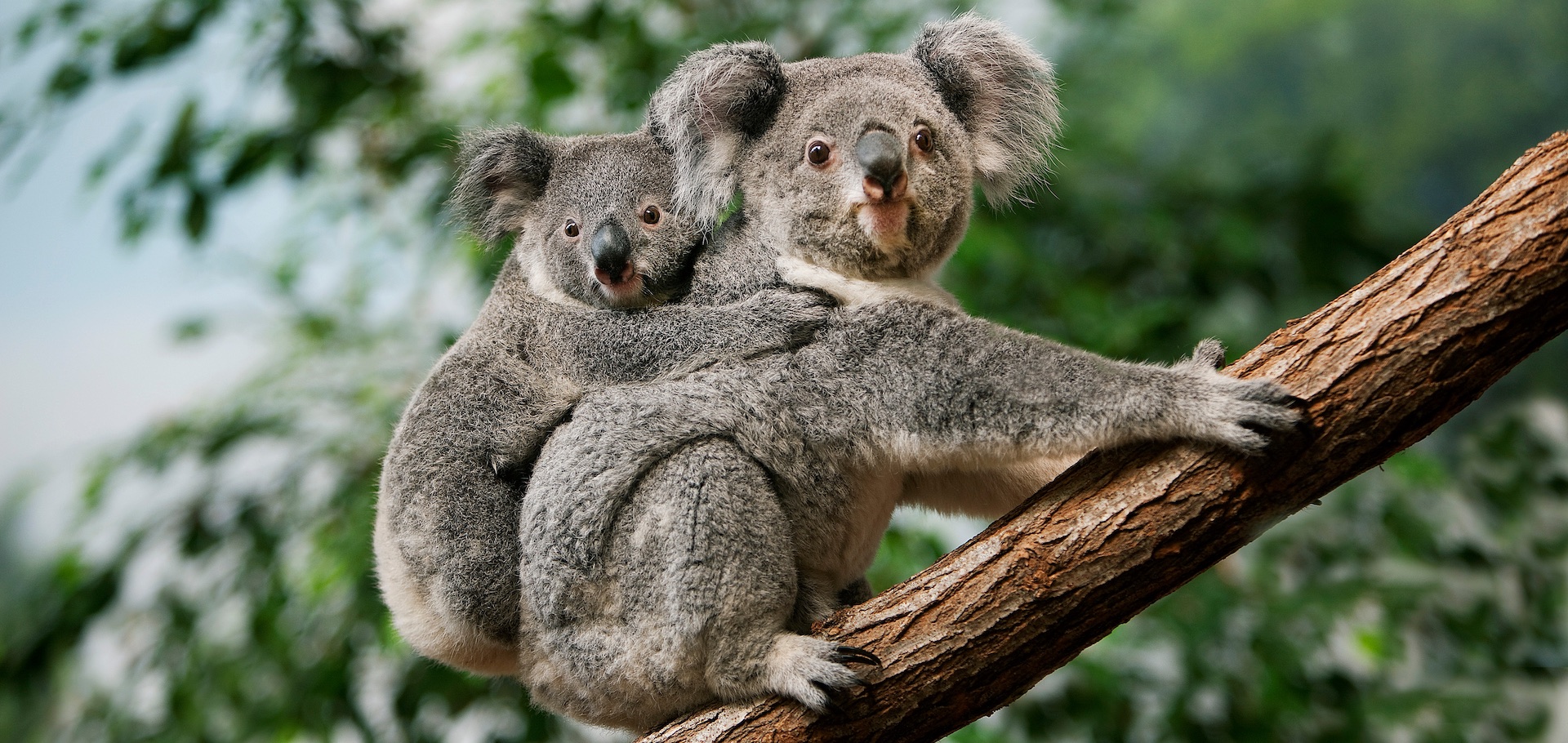 Mother and baby koala