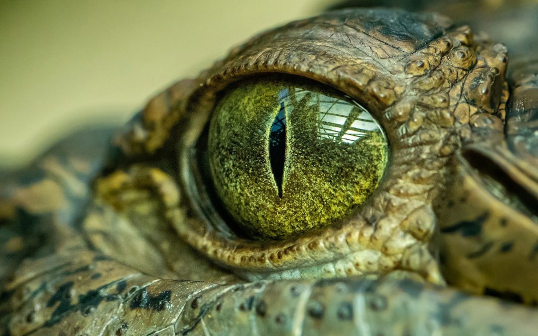 Animal Sight Is Tied to Landscape