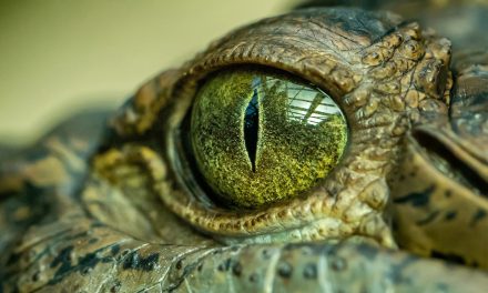 Animal Sight Is Tied to Landscape