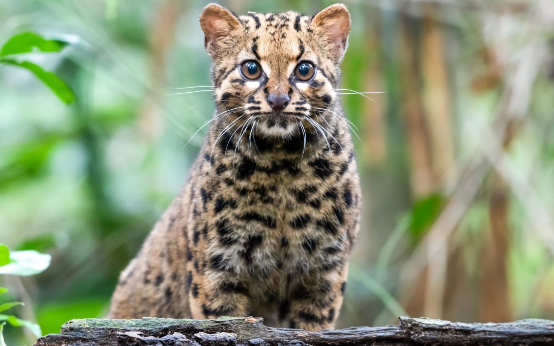 Meet the Marbled Cat: Borneo’s Elusive Arboreal Feline