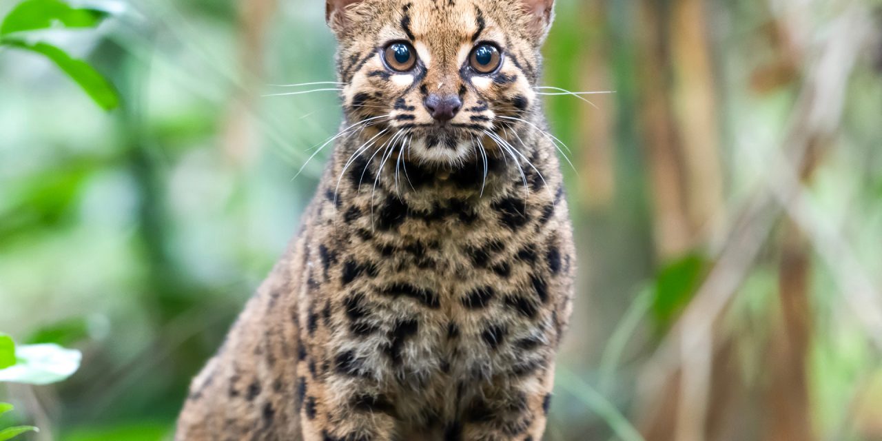 Meet the Marbled Cat: Borneo’s Elusive Arboreal Feline